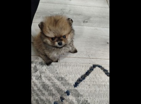 1 pomeranacm0226.jpg